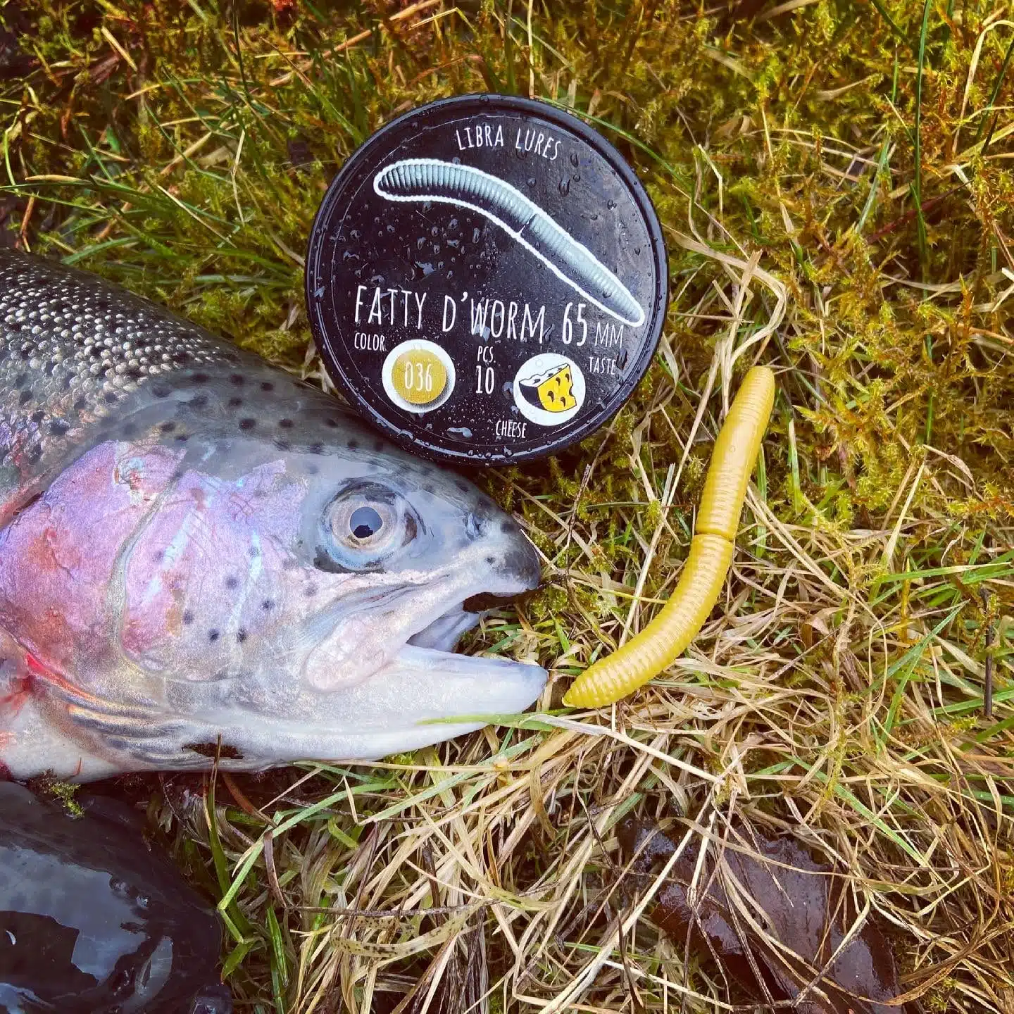 Forelle auf Wiese mit Libra Lures Fatty in Colffee Milk