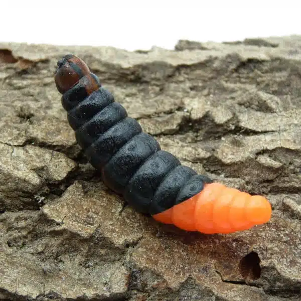 Gummikoeder Forelle RIP No 9 schwarz orange