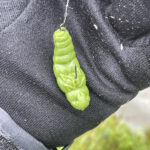 Libra Lures Largo in Olive auf Vanfook Life Like Haken montiert