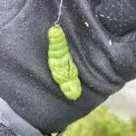 Libra Lures Largo in Olive auf Vanfook Life Like Haken montiert