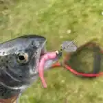 Forelle mit Chatterbait und montiertem Libra Lures im Maul