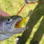 Forelle mit Chatterbait und montiertem Libra Lures im Maul