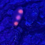 Trout Area Sports Spoon Njoerd 6 unter UV Licht