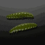 Libra Lures Larva in Farbe 031 OLIVE